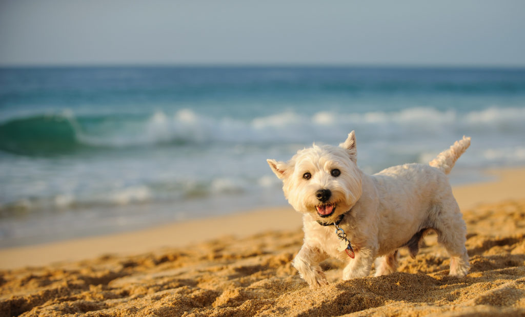 west highland white terrier plage west highland white terrier plage