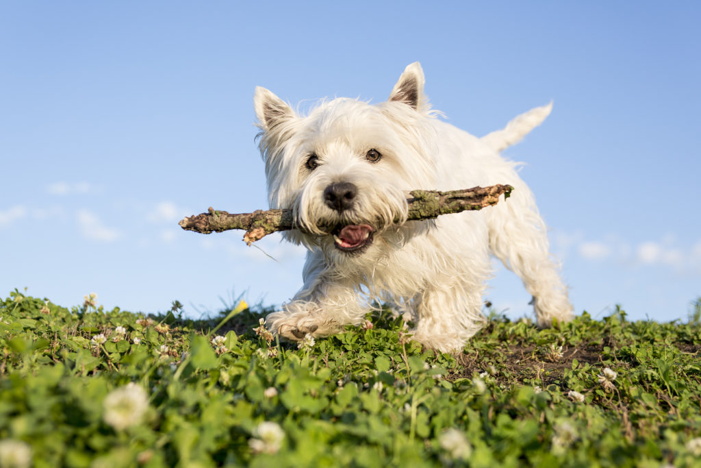 West Highland White Terrier Westie Caractere Sante Education