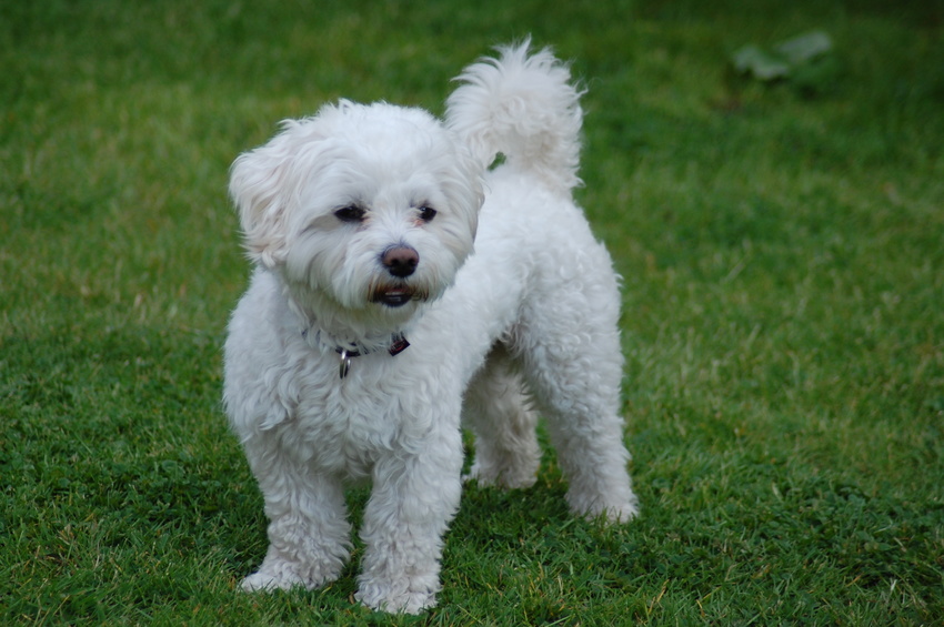 bichon maltais dans l'herbe