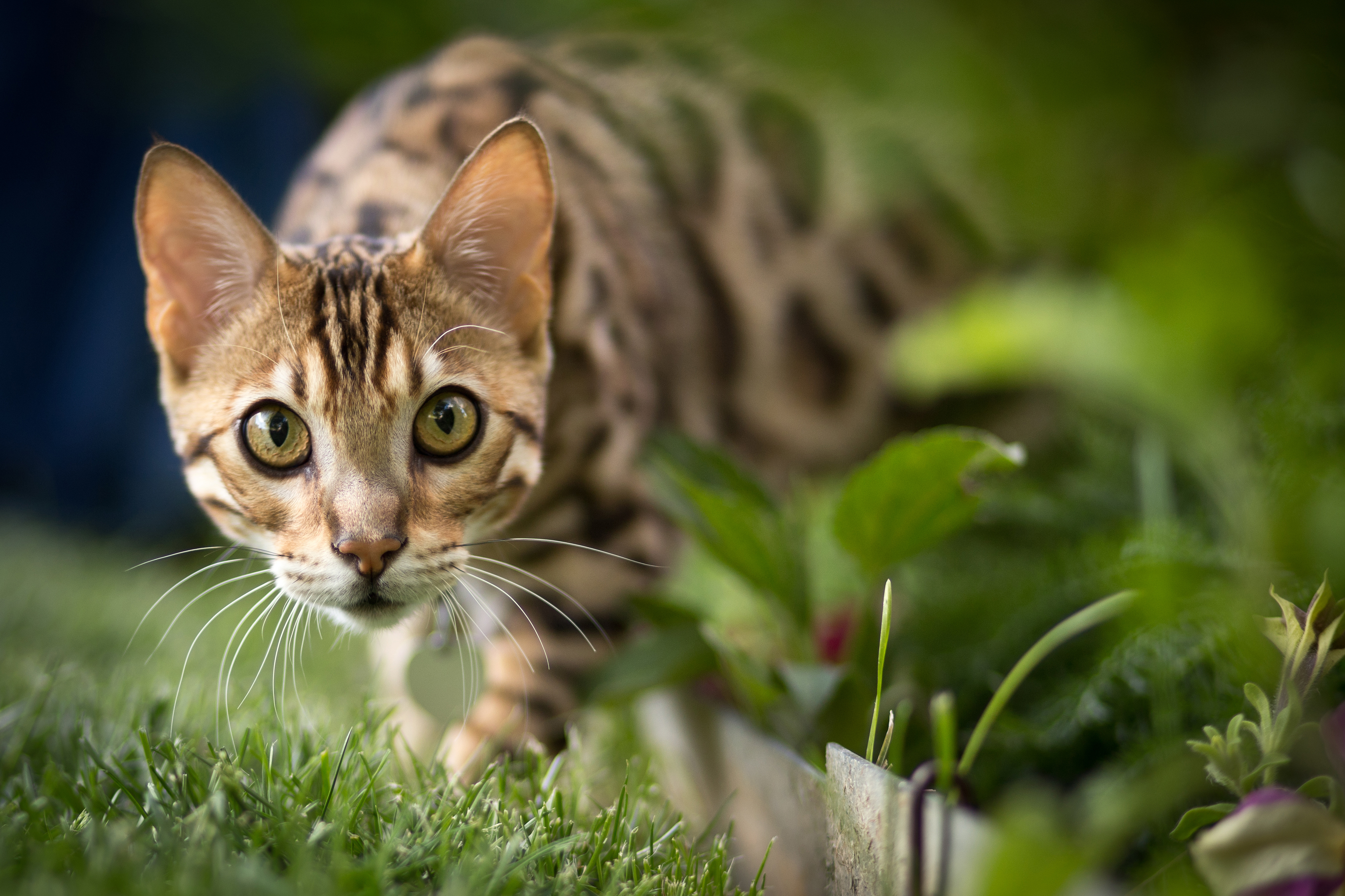 Un Chat Tabby Adulte Sur Un Synthétiseur Un Chat Domestique