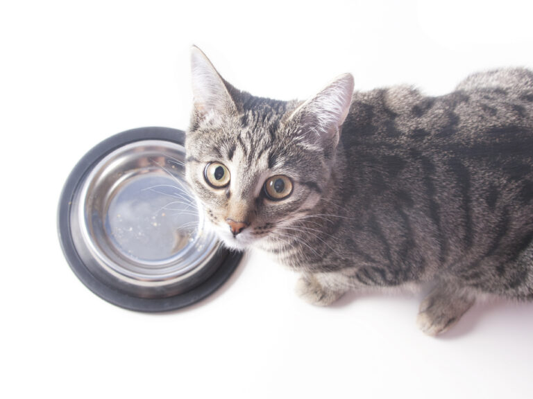 chat devant sa gamelle en inox