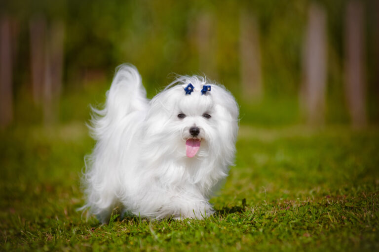 chien bichon maltais