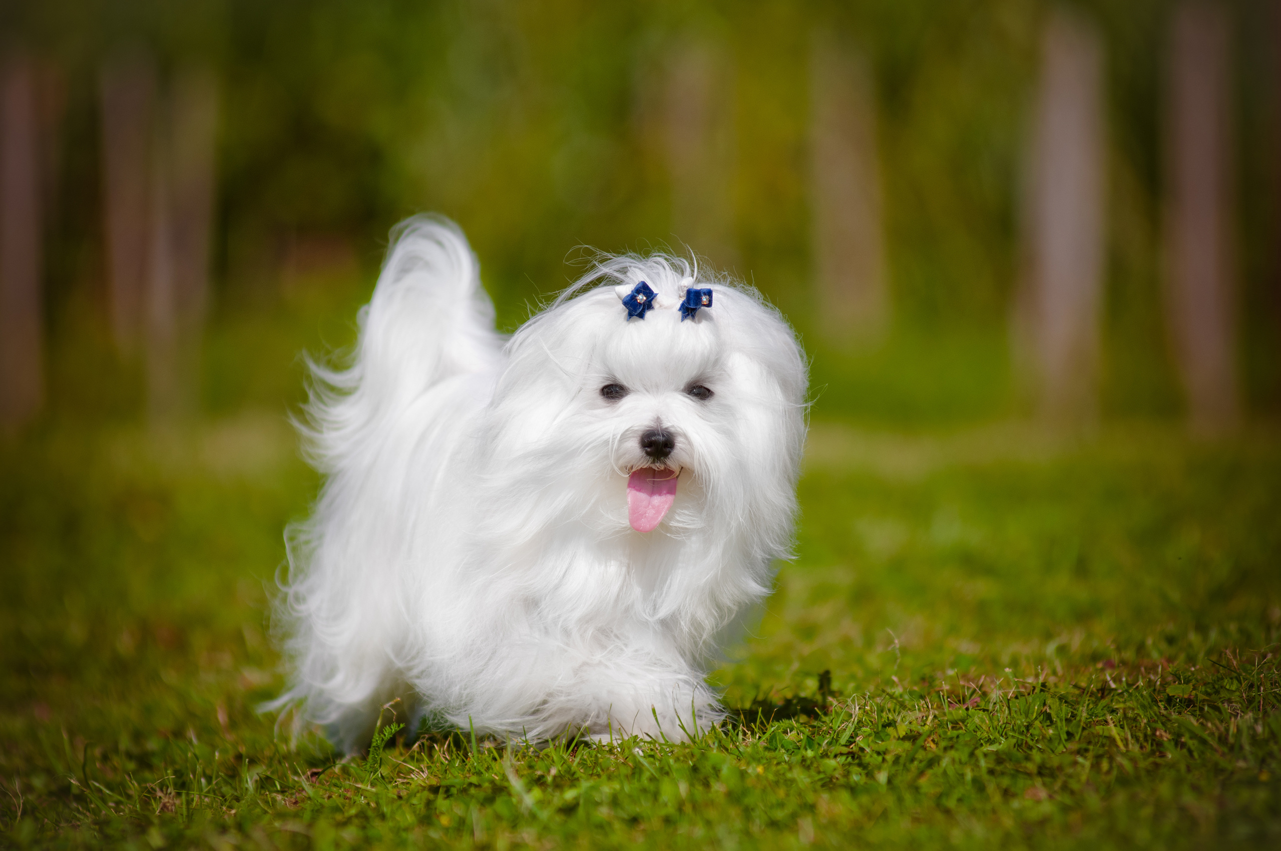 Bichon maltais tout ce qu'il faut savoir Magazine zooplus