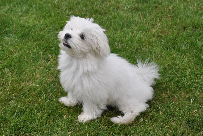 chiot bichon maltais