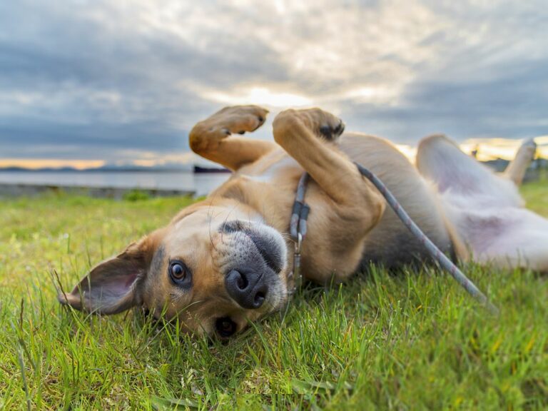 leishmaniose chez le chien