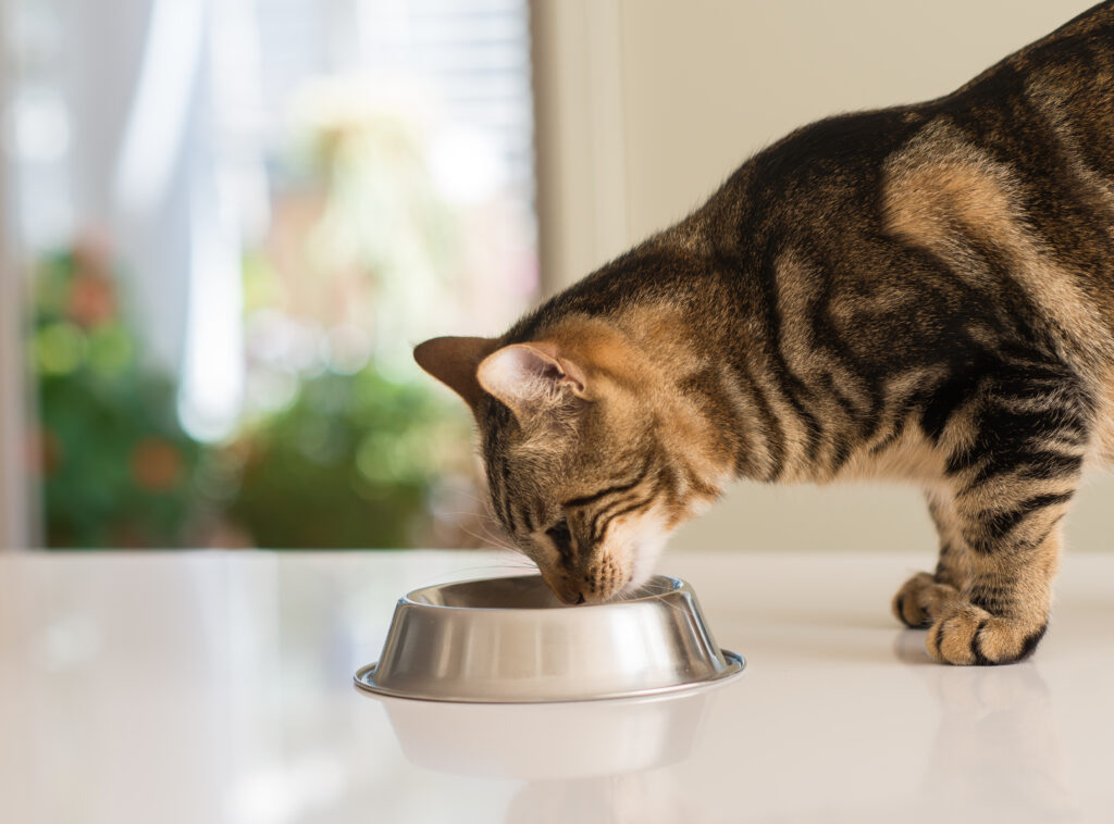 pourquoi la taurine est importante pour les chats