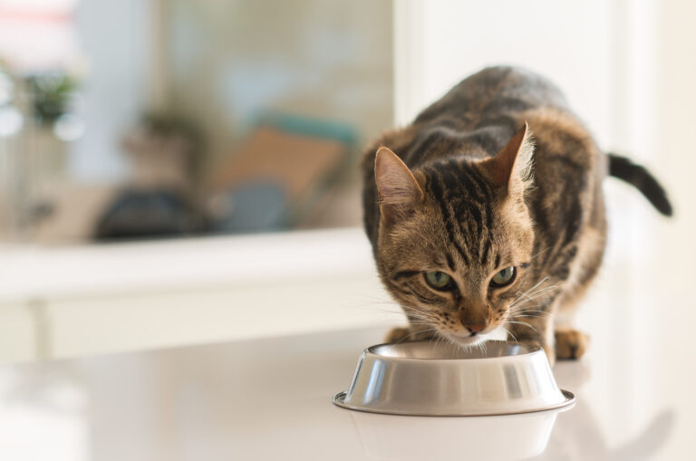 un chat mangeant de la taurine dans sa gamelle