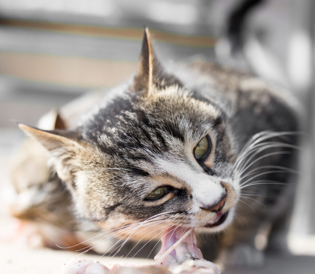 barf pour chat barf pour chat