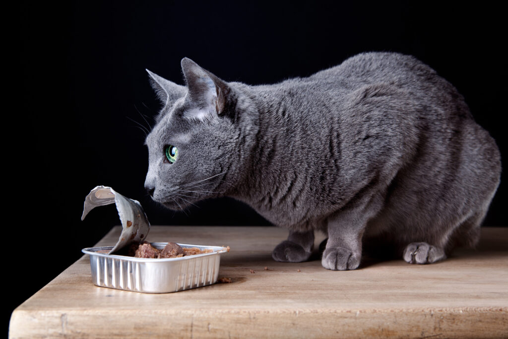 bien nourrir son chat bien nourrir son chat
