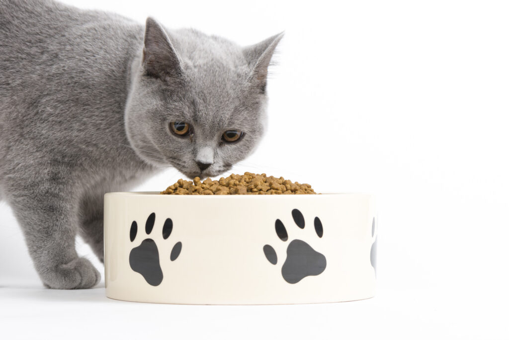 bien nourrir son chat adulte bien nourrir son chat adulte