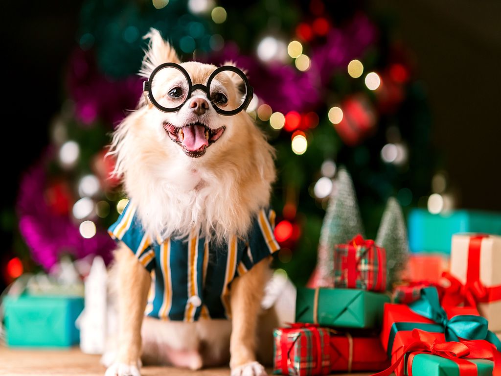 Cadeaux de Noël pour chien les meilleures idées!