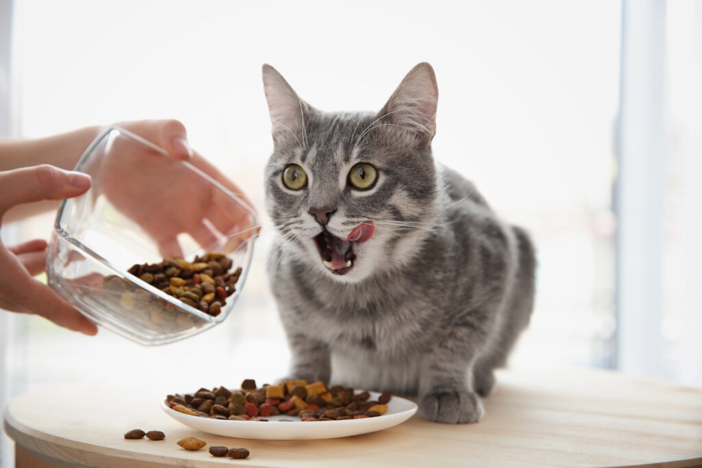 Une personne nourrit un chat adulte avec des croquettes dans une assiette