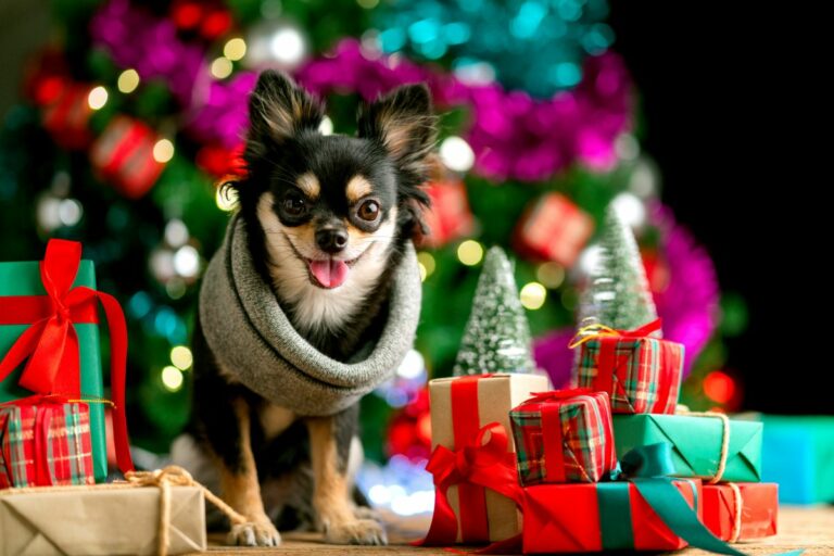 un chien entouré de cadeaux de noël