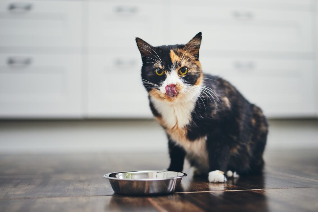 un chat devant sa gamelle