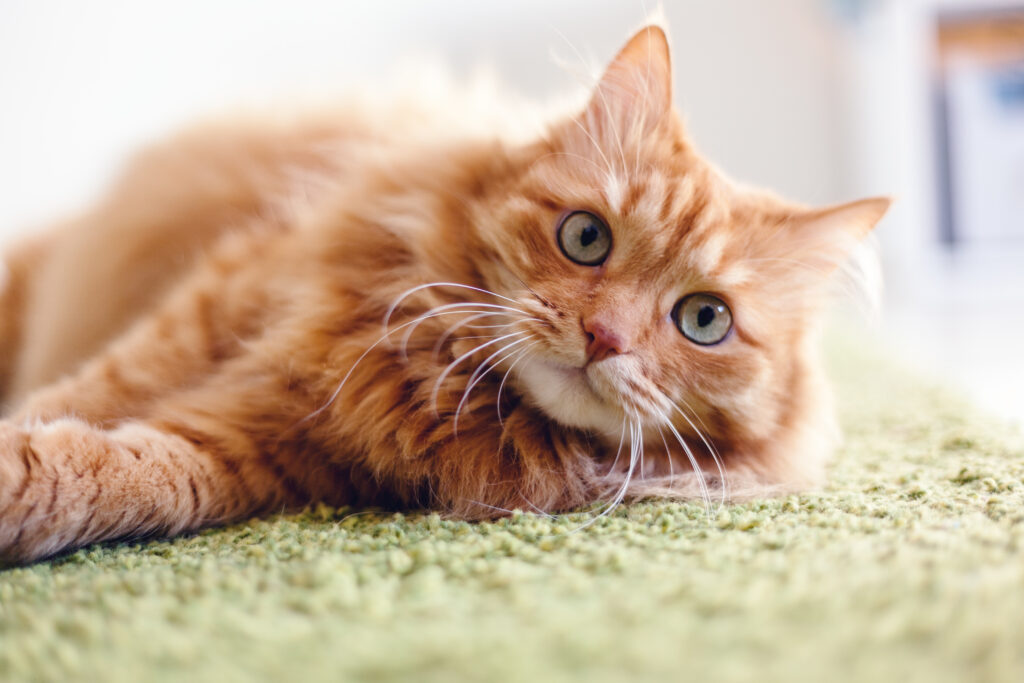 chat roux allongé sur un tapis vert demande de l'attention