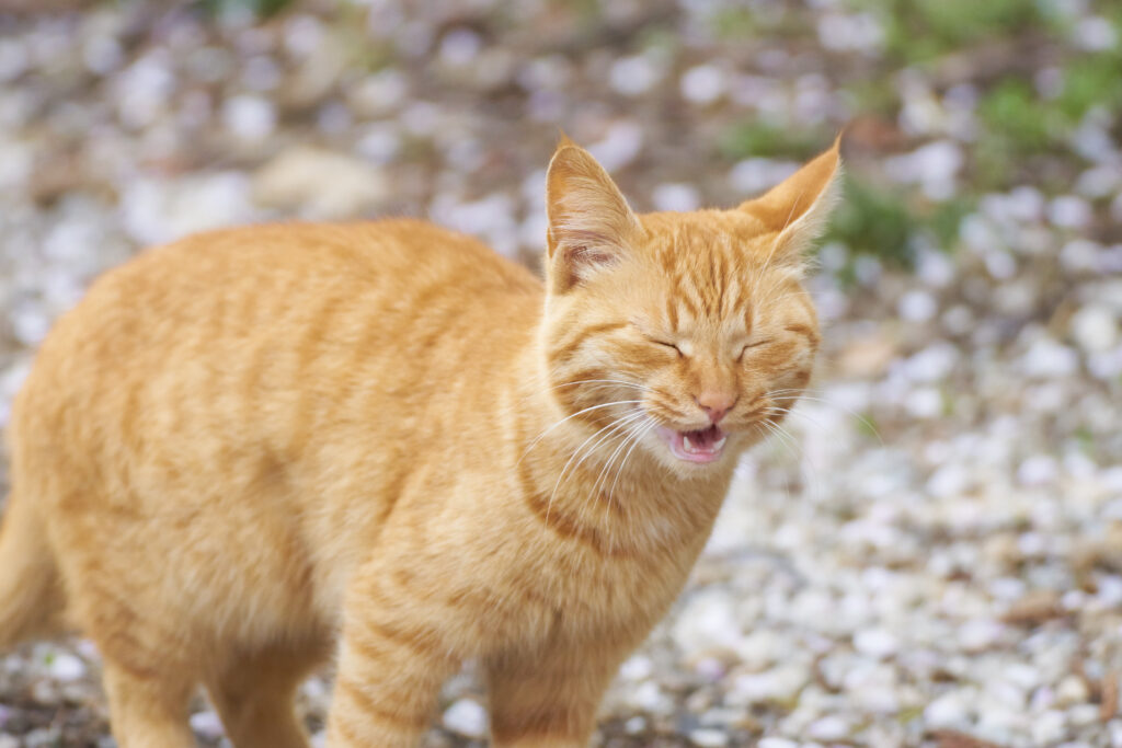 un chat roux éternue un chat roux éternue