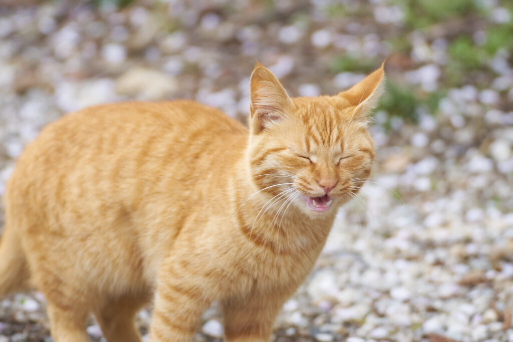 un chat roux éternue