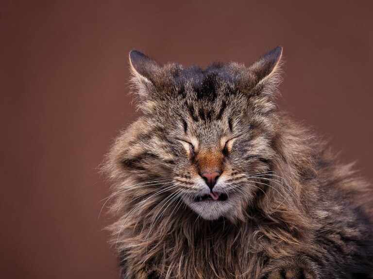 un chat maine coon éternue