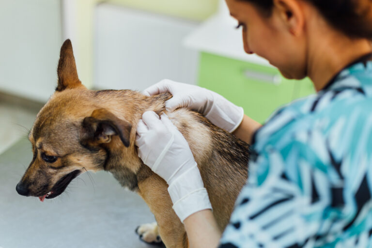 Abcès sur le dos d'un chien