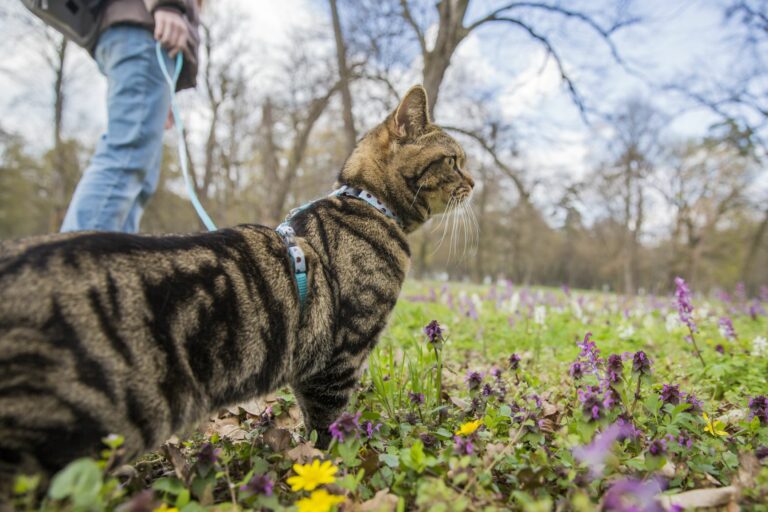 Promener son chat : comment l'habituer à la laisse ?