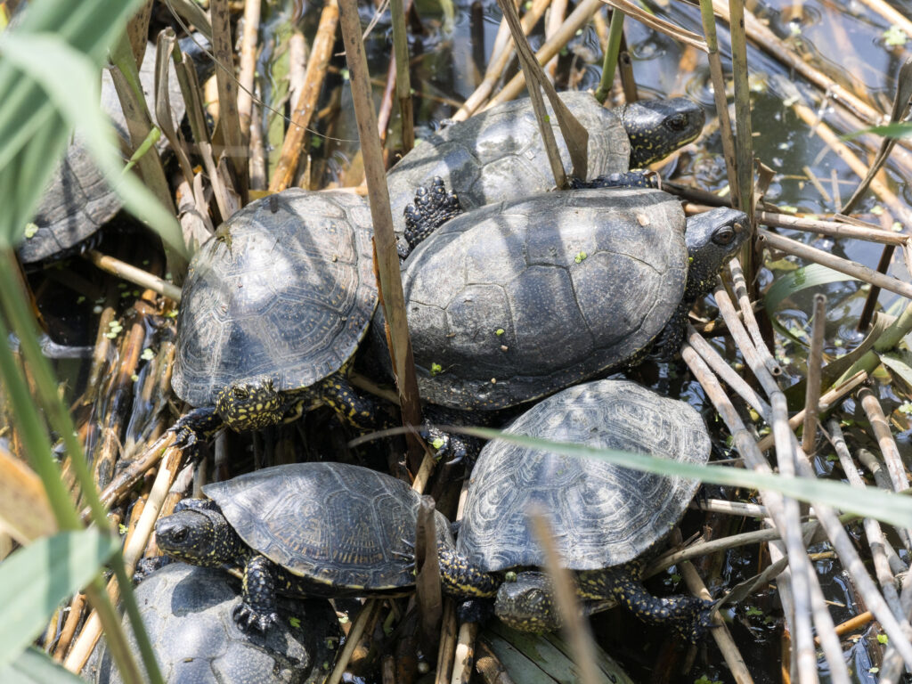 groupe de tortues cistudes