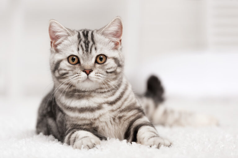 Chat gris tigré allongé sur le tapis