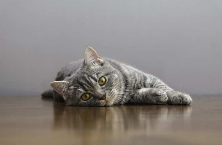 chat malade allongé sur une table