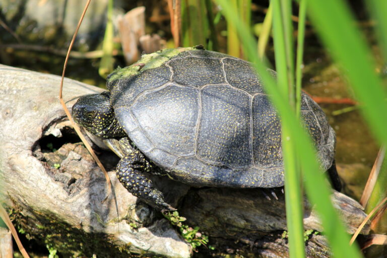 tortue cistude d'europe