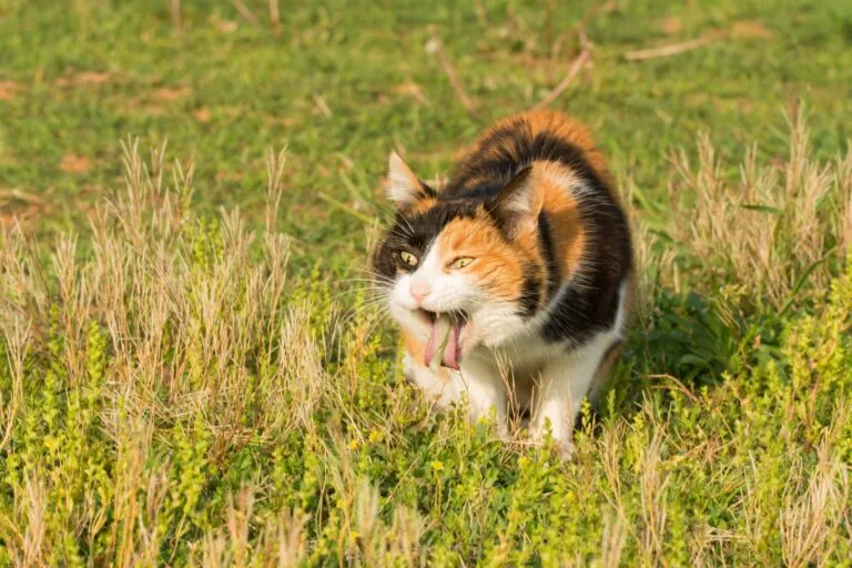 Chat en train de régurgiter de l’herbe, un comportement fréquent et généralement sans danger chez les félins.