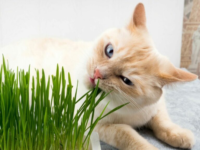 chat et herbe à chat