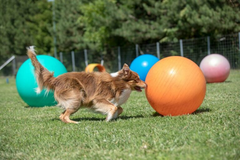 Border kólia hrá treibball