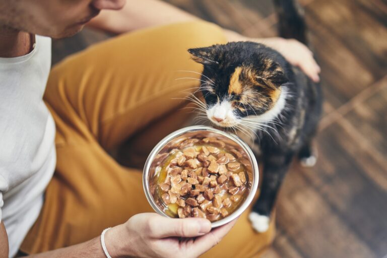 Un homme propose une gamelle de nourriture à son chat