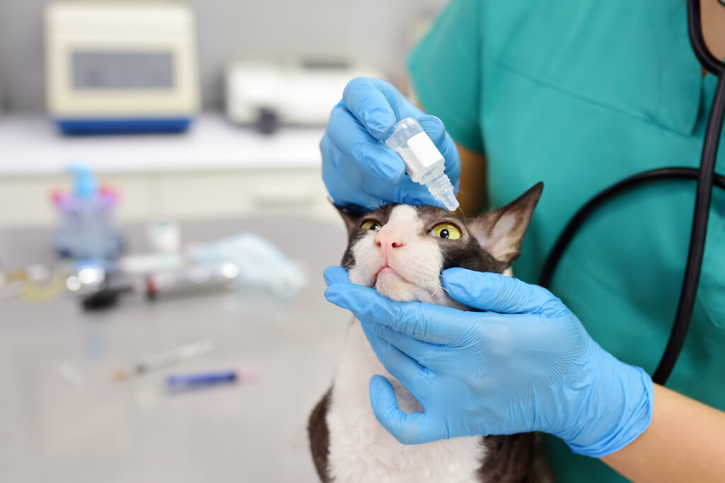 Veterinary doctor checks eyesight of a cat of the breed Cornish Rex. Her apply drops to the eyes of pet. un vétérinaire met des gouttes dans les yeux d'un chat atteint de conjonctivite