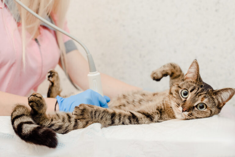 une vétérinaire fait une échographie à un chat