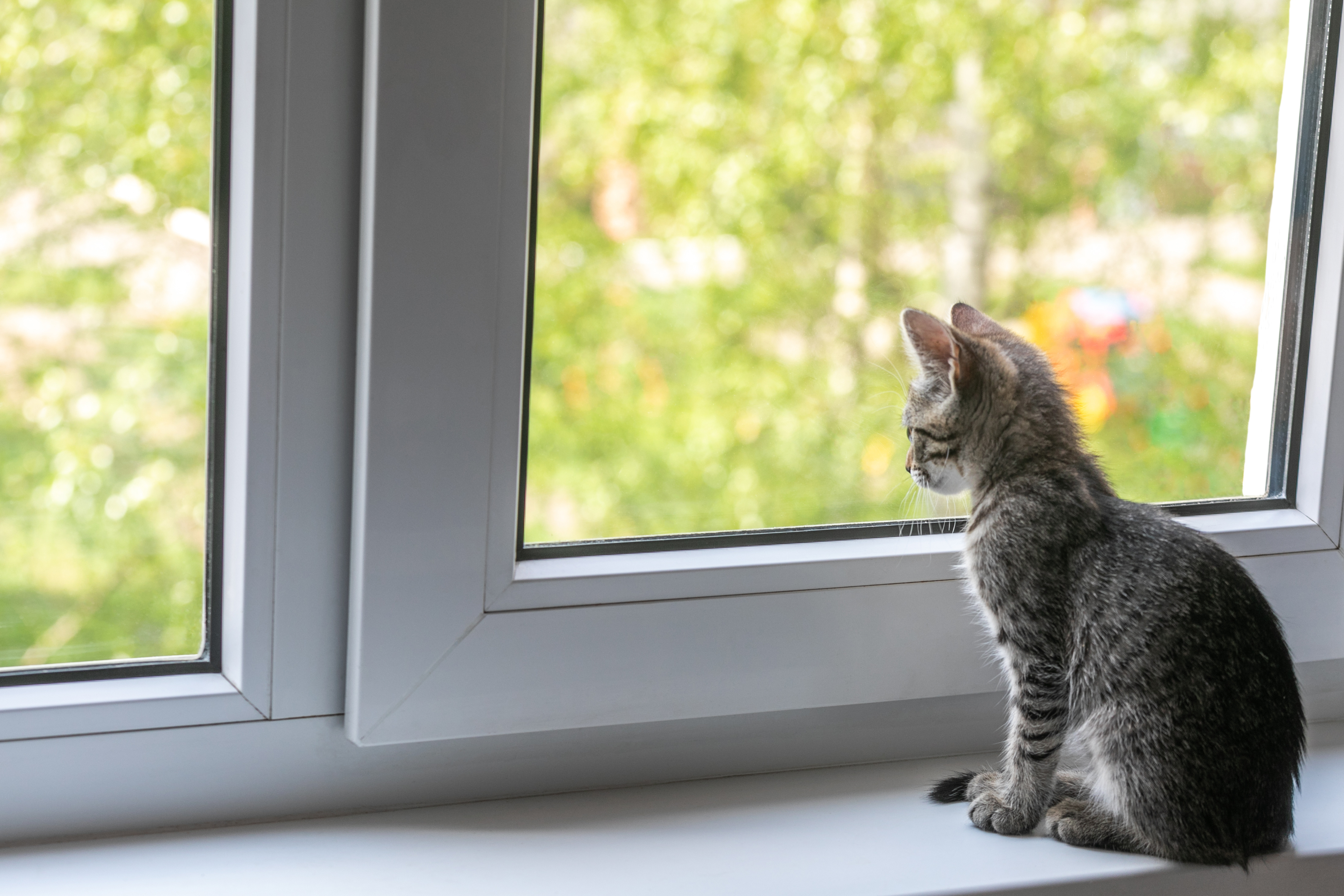 Le Coronavirus Chez Le Chat Le Coronavirus Chez Le Chat