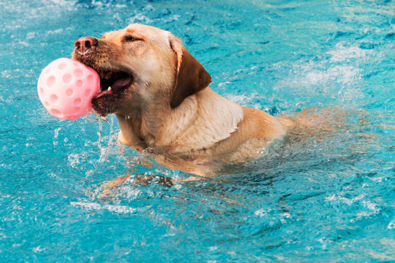 labrador dans une piscine pour chien