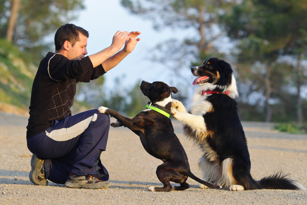 Un homme apprend des tours à ses deux chiens