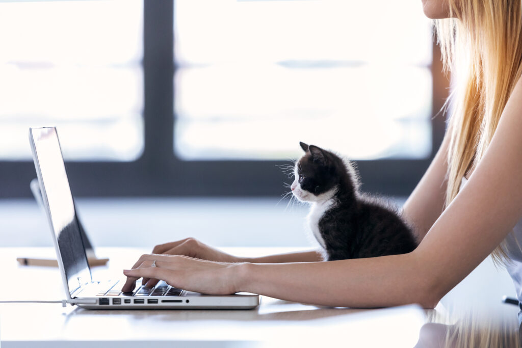 Le Teletravail Avec Un Chat A La Maison Zooplus Le Teletravail Avec Un Chat A La Maison Zooplus