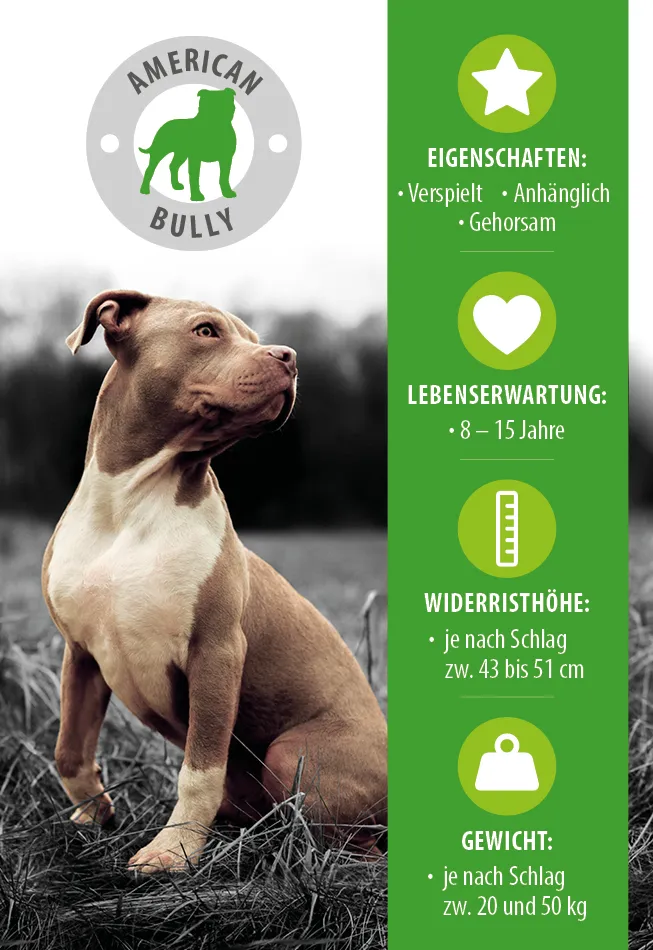 American Bully