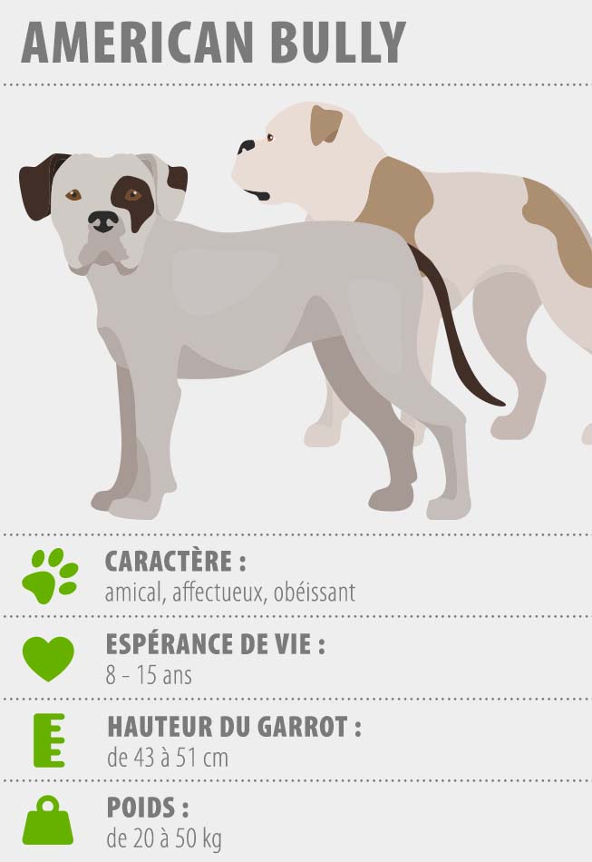 infographie american bully