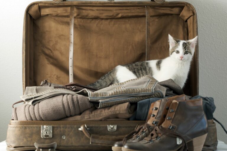 Partir en vacances sans votre chat