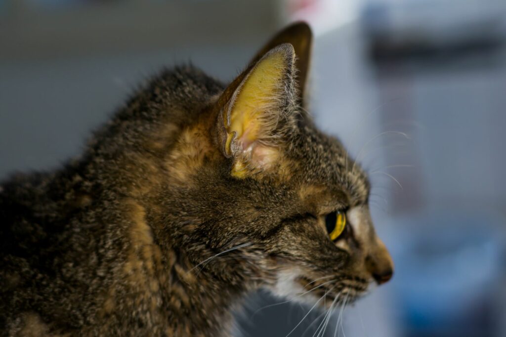 chat infecté par la péritonite infectieuse féline