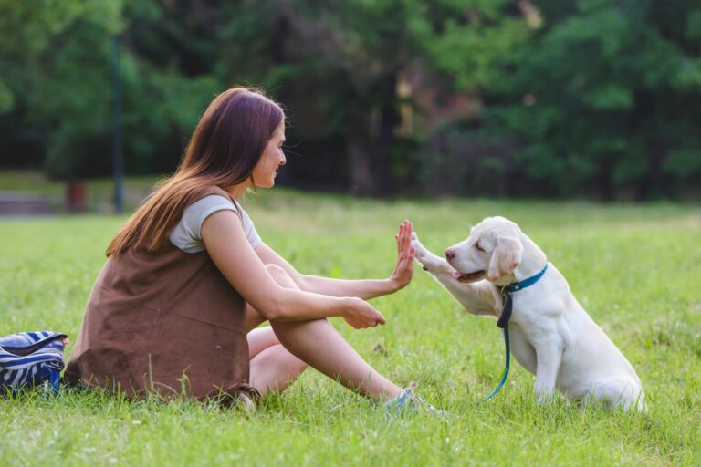 conseils pour mieux promener son chien