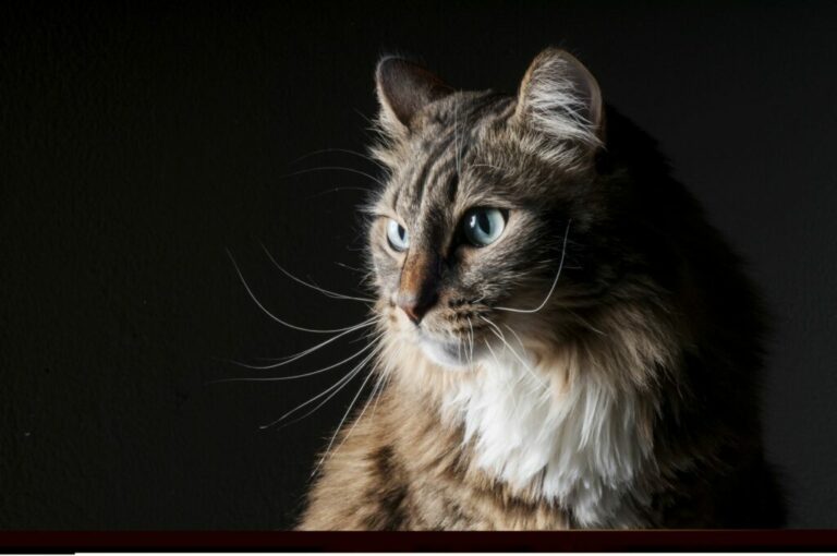 Un beau chat sur fond noir