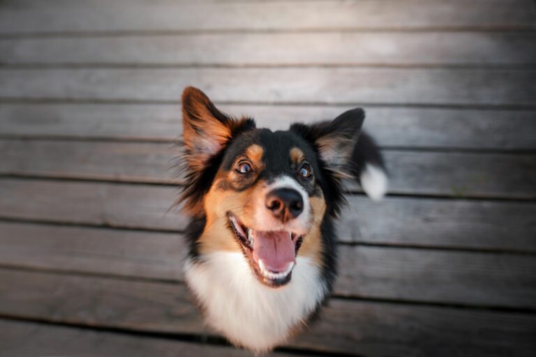 la mauvaise haleine chez le chien