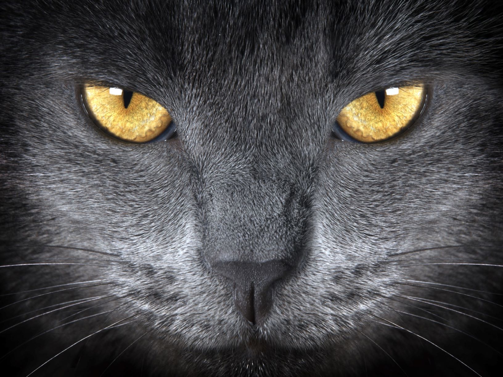 Soucis oculaires chez le chat : que faire si mon chat a des problèmes aux  yeux ?