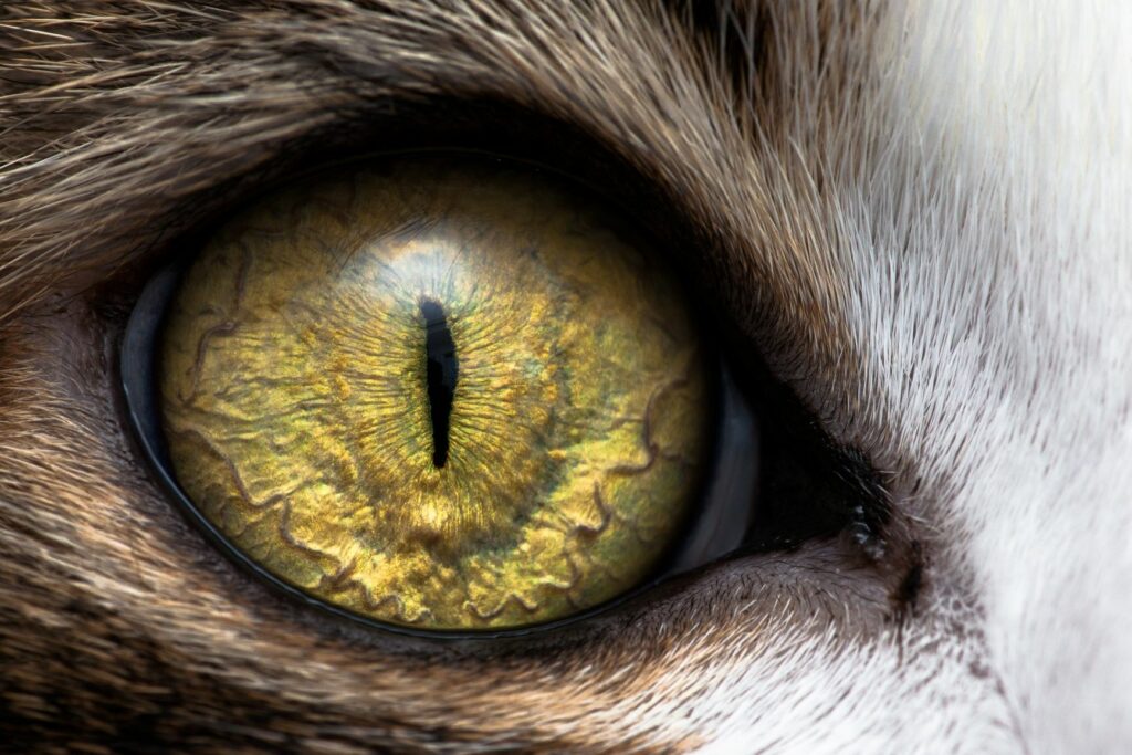 La Vision Du Chat Comment Voient Les Chats Magazine Zooplus Be