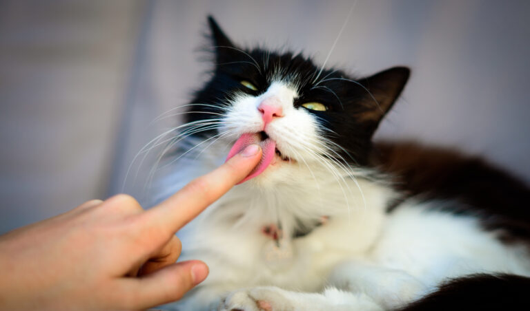 mon chat me lèche