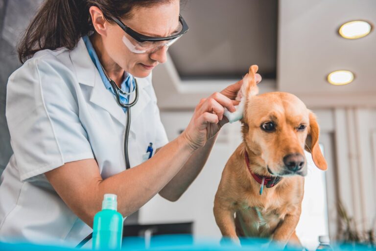 Un chien brun se fait nettoyer les oreilles par un vétérinaire