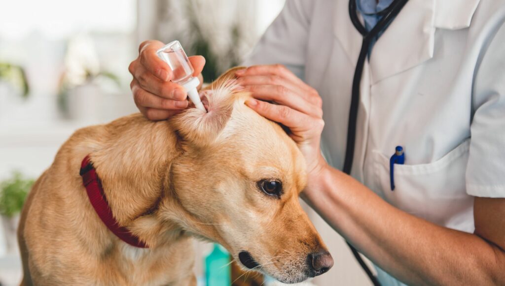 Un chien brun se fait nettoyer les oreilles par un vétérinaire